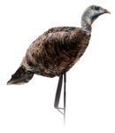 Montana Decoy Miss Purr-fect XD 3D Hen Decoy